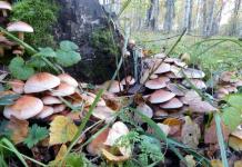 Гриб масленок: характеристика, описание и вкуснейшие рецепты Какие грибы маслята съедобные